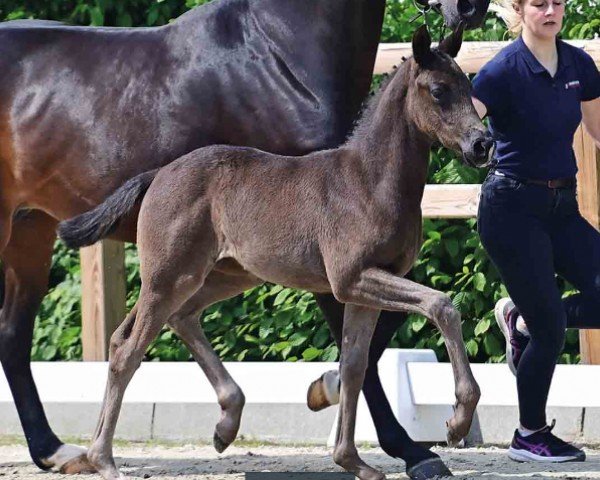 foal by Euphorie (Oldenburg, 2024, from Escamillo)