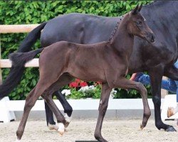 foal by Hengst von Bon Courage / Farrell (Oldenburg, 2024, from Bon Courage 4)