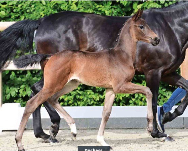 foal by Stute von Dynamic Dream / Fidertanz (Oldenburg, 2024, from Dynamic Dream)