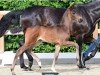 foal by Stute von Dynamic Dream / Fidertanz (Oldenburg, 2024, from Dynamic Dream)