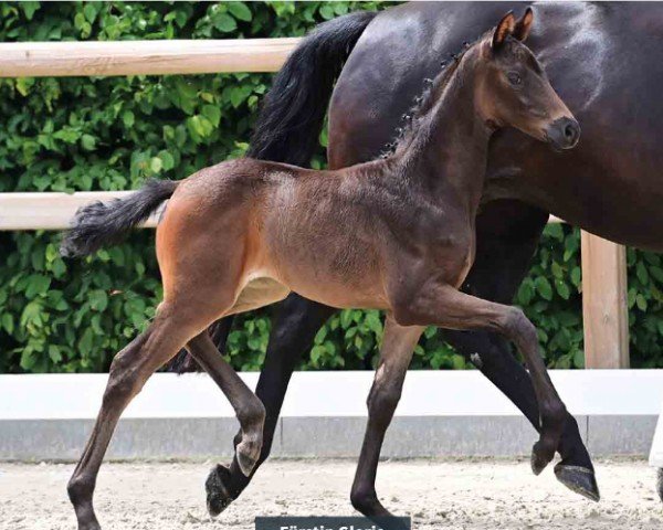 foal by Fürstin Gloria (Oldenburg, 2024, from Follow Him´s Schönweide)