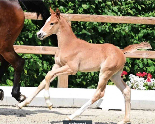 foal by Universal (Oldenburg show jumper, 2024, from Untouched Lb)