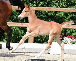 foal by Universal (Oldenburg show jumper, 2024, from Untouched (BEL) LB)