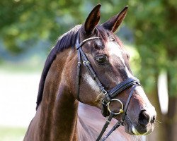 broodmare Coquette (Trakehner, 1991, from Tivano)