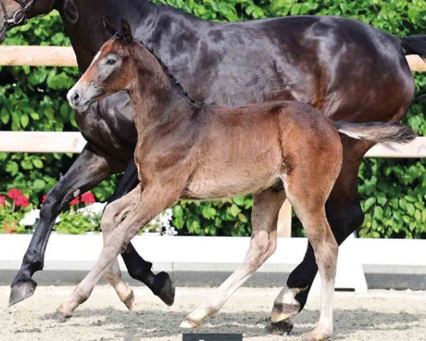 Fohlen von Zorro (Oldenburger Springpferd, 2024, von Zirocco Blue)