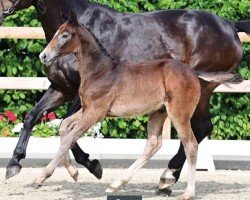 foal by Zorro (Oldenburg show jumper, 2024, from Zirocco Blue)