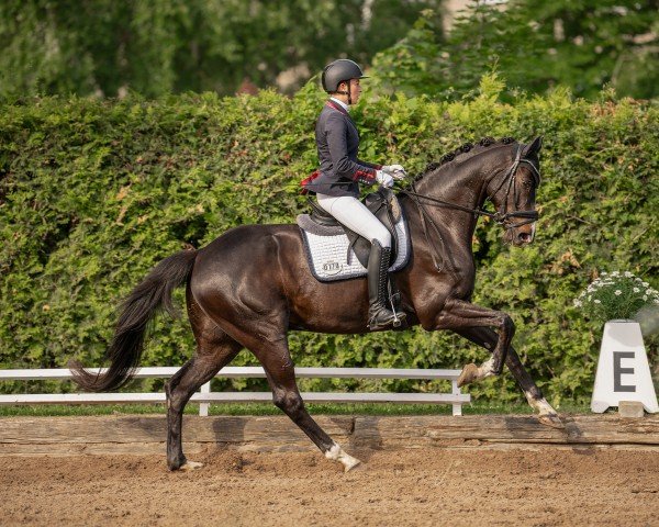 dressage horse Il de Fonso (Oldenburg, 2016, from Ibisco xx)