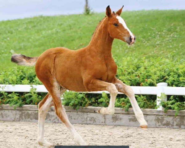 foal by FAN Esmeralda Z v.d. Maeseburg (Oldenburg show jumper, 2024, from Esmeraldo FM)