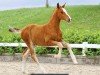 foal by FAN Esmeralda Z v.d. Maeseburg (Oldenburg show jumper, 2024, from Esmeraldo FM)