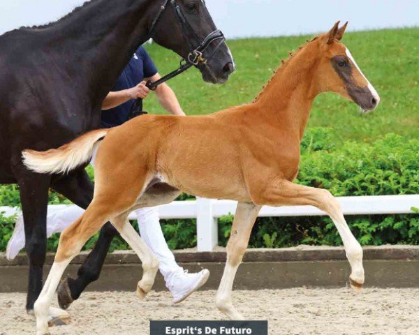 foal by Esprit's De Futuro (Oldenburg, 2024, from Bon Esprit)