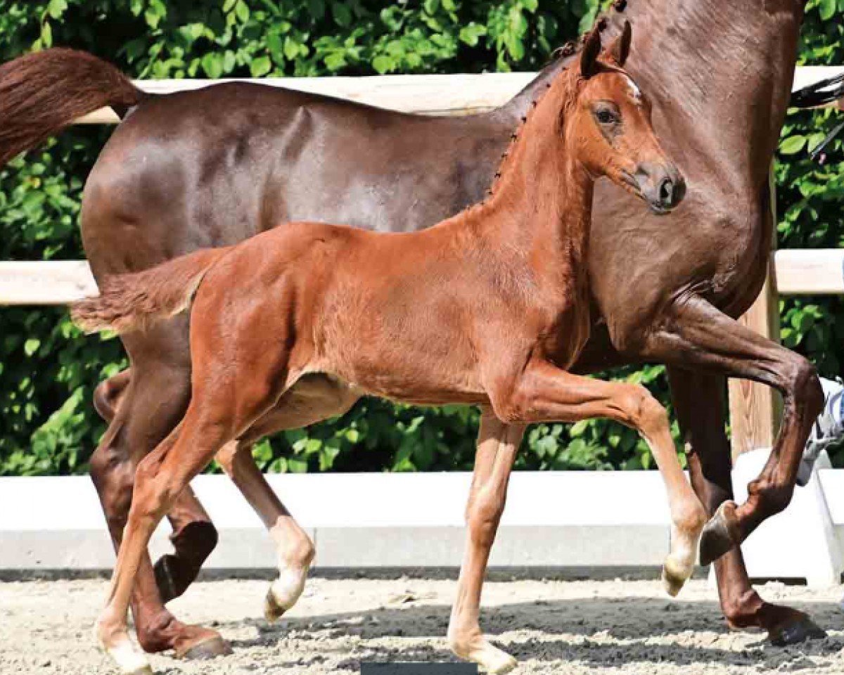 dressage horse Swift (Oldenburg, 2024, from Segantini 6)