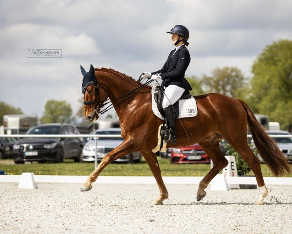 dressage horse Zampano (German Sport Horse, 2015, from Zansibar)