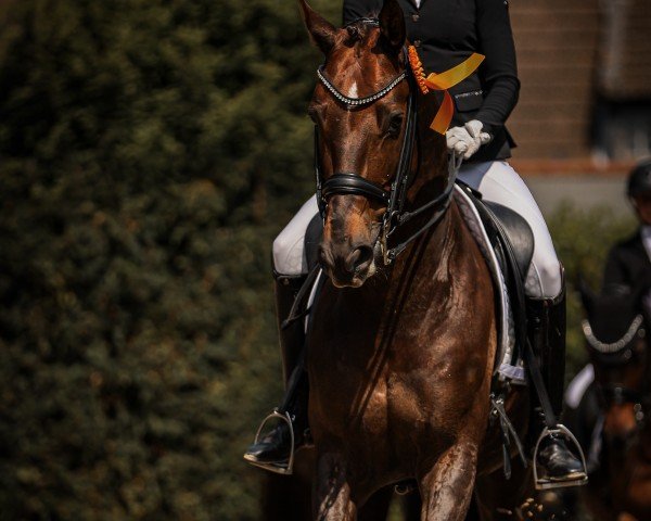 dressage horse Forlan B (Oldenburg, 2016, from Follow Me OLD)