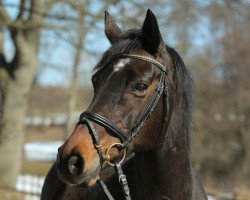 broodmare Saphira II (Trakehner, 1993, from Lehndorff's)