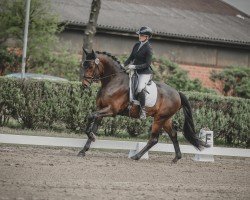 Dressurpferd Sir Ben (Trakehner, 2021, von Schwarzgold)