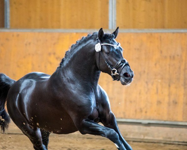 dressage horse PAV Ganove (German Riding Pony, 2021, from Phw's Grandios)