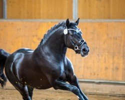 dressage horse PAV Ganove (German Riding Pony, 2021, from Phw's Grandios)