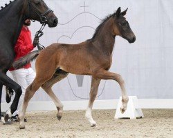 foal by Bonaparte D (Westphalian, 2024, from Bon Esprit)