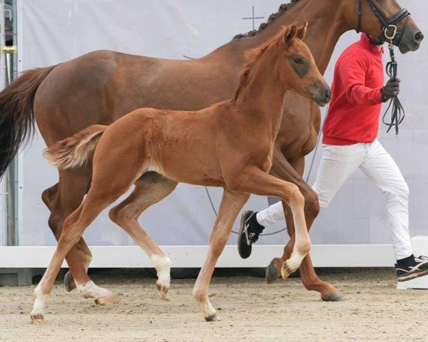 foal by Viva la Vida (Westphalian, 2024, from Viva Gold OLD)