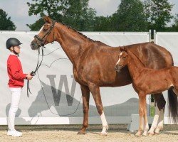 broodmare Vienna W (Westphalian, 2016, from Veneno)