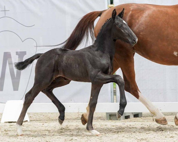 foal by Total Spezial (Westphalian, 2024, from Total Hope OLD)