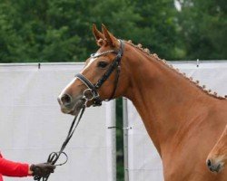 broodmare Vie est belle (Oldenburg, 2017, from Vitalis)