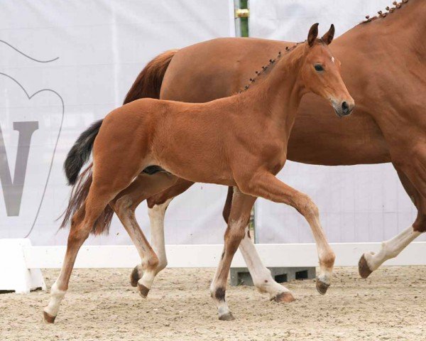 Fohlen von Favorito (Westfale, 2024, von Feliz N)