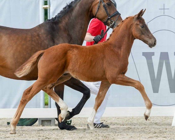 foal by Viva Emilio (Westphalian, 2024, from Viva Gold OLD)