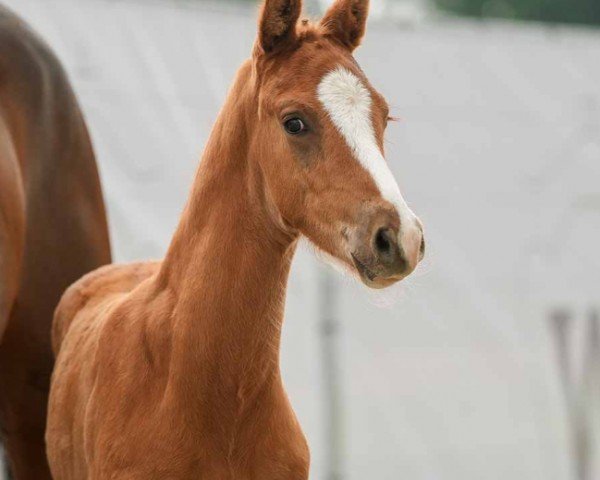 Fohlen von Viento (Westfale, 2024, von V-Power)