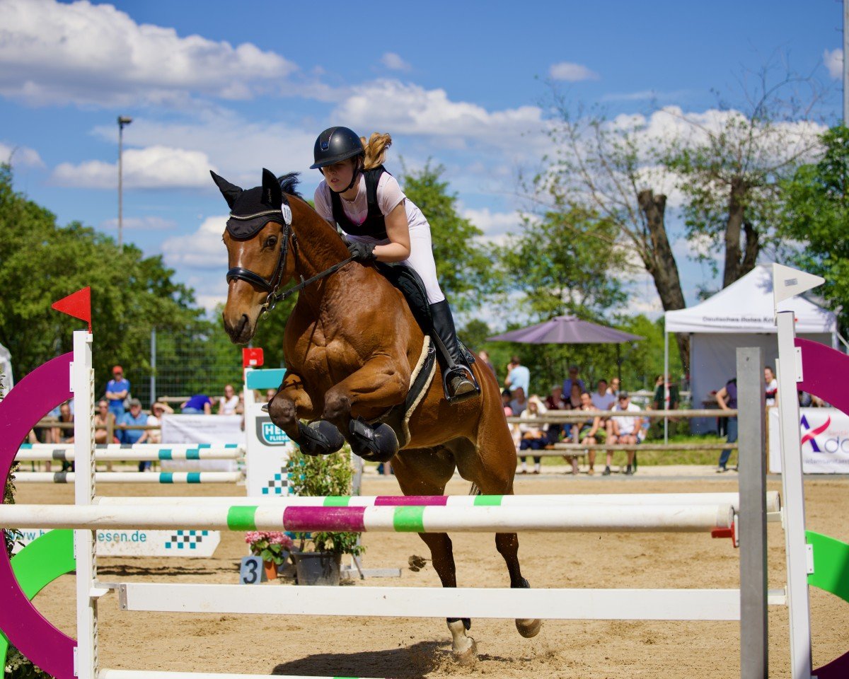 jumper Mc Flurry 7 (German Sport Horse, 2011, from Montario)