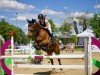 jumper Mc Flurry 7 (German Sport Horse, 2011, from Montario)