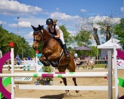 jumper Mc Flurry 7 (German Sport Horse, 2011, from Montario)