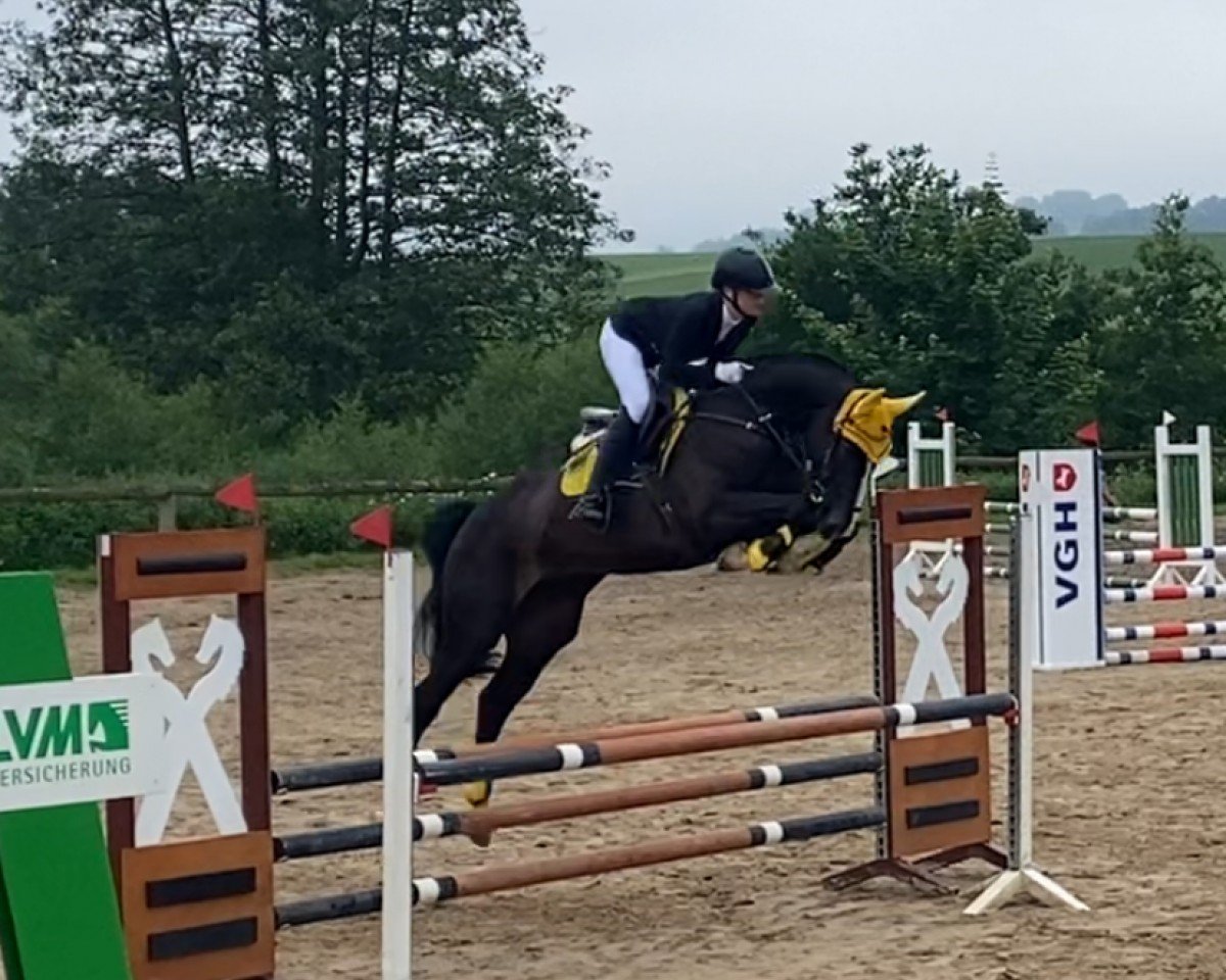 jumper Dali Laguna (Hanoverian, 2018, from Diacontinus)