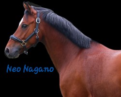 dressage horse Neo Nagano (German Riding Pony, 2013, from Nobel Nagano NRW)