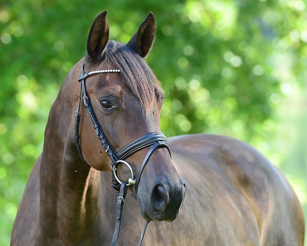 broodmare Only Six MG (Trakehner, 2005, from Sixtus)