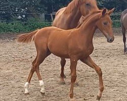 dressage horse Hengst von Kenneth x Canzler (Trakehner, 2023, from Kenneth)