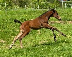 foal by Hengst von Kenneth x Canzler 2024 (Trakehner, 2024, from Kenneth)