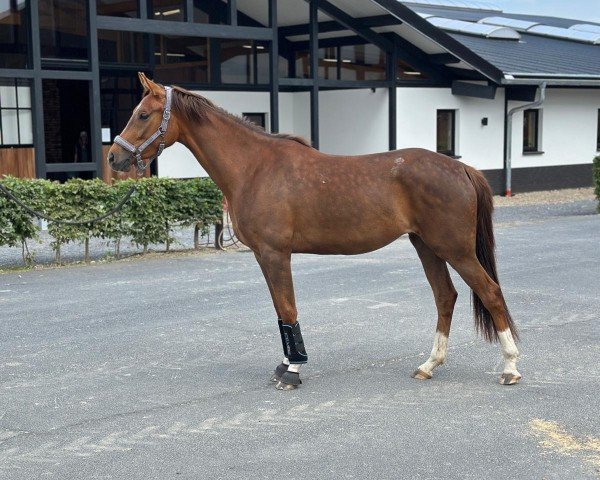 dressage horse Bateia (Westphalian, 2021, from Bellany)