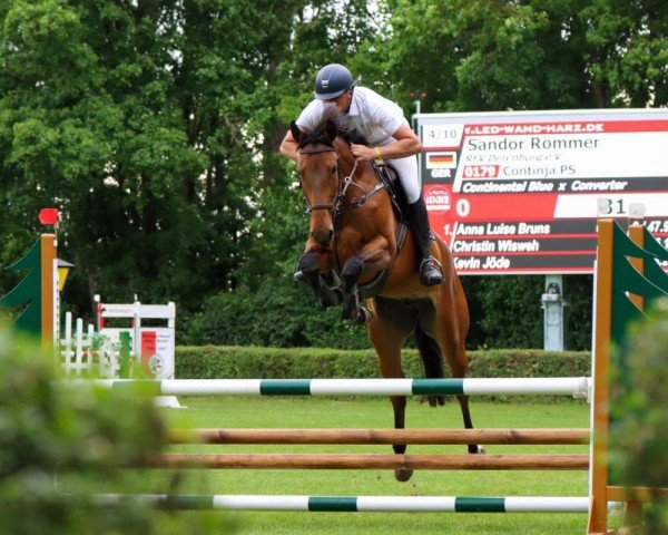 Springpferd Continja PS (Oldenburger Springpferd, 2018, von Continental Blue)