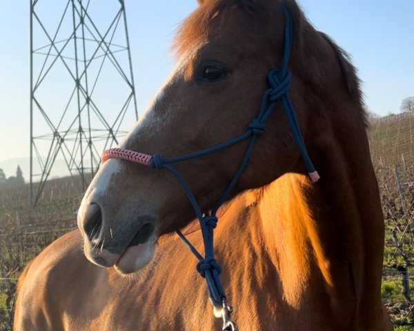 dressage horse Sambucca van de Kempenhoeve (Belgian Warmblood, 2018, from Secret)