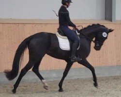 dressage horse Die Nina (Oldenburg, 2021, from Wild Child)