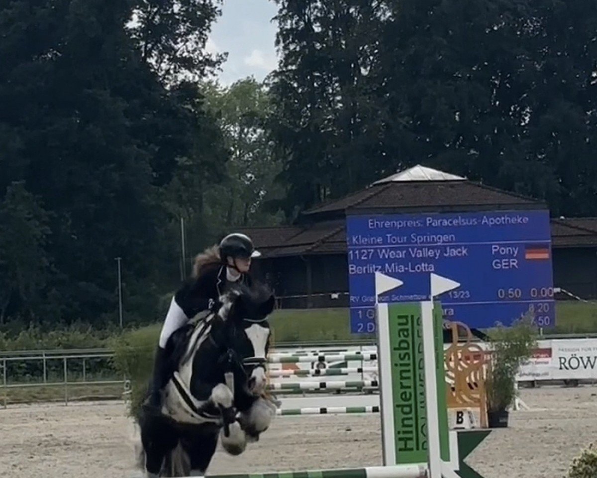 dressage horse Wear Valley Jack (Pony without race description, 2014)