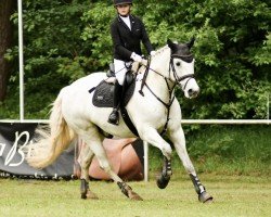 jumper Rathcoona Skoda (Connemara Pony, 2017, from Rathcoona Cove)