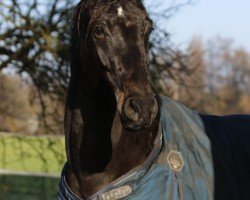 dressage horse Diamante Da Costa (Westphalian, 2018, from Da Costa)