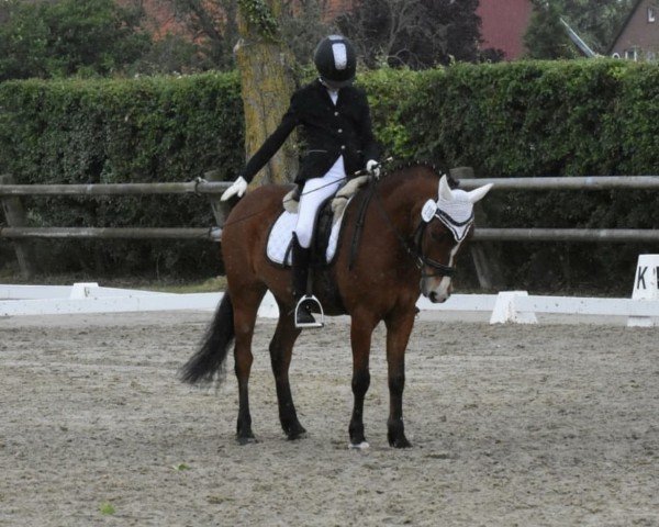 dressage horse Frido 29 (unknown, 2006)