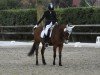 dressage horse Frido 29 (unknown, 2006)