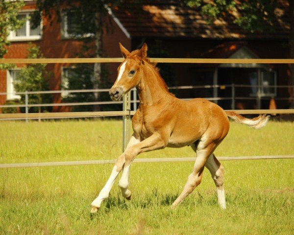 Dressurpferd Hengst von Flavis / Wynton (Westfale, 2020, von Flavis)