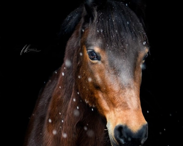 Dressurpferd Maroon 9 (Deutsches Reitpony, 2008, von Major v. Randowtal)