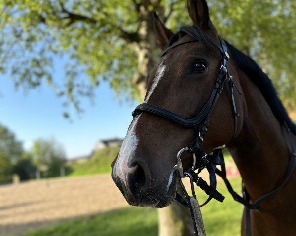 Springpferd Miss Mabel (Holsteiner, 2019, von Quibery 3)