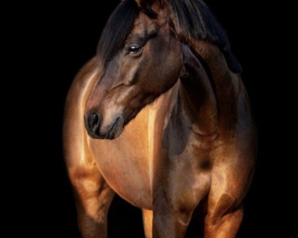 Dressurpferd Novabell (Deutsches Reitpony, 2019, von Nemax)